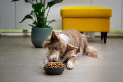 Hypoallergenic Dog Food: What is it?