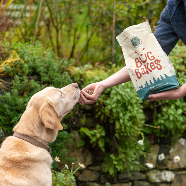 8 Benefits of Switching to ColdPressed Dog Food Bug Bakes