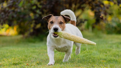Can dogs eat sweetcorn? | Can Corn on The Cob Kill a Dog?
