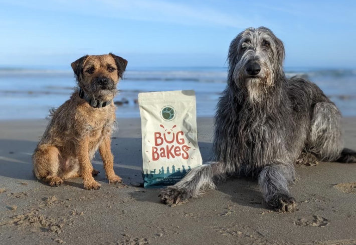 Dog image website.jpg