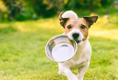 Insect-Based Dog Food: A Trendy Fad or Here to Stay?