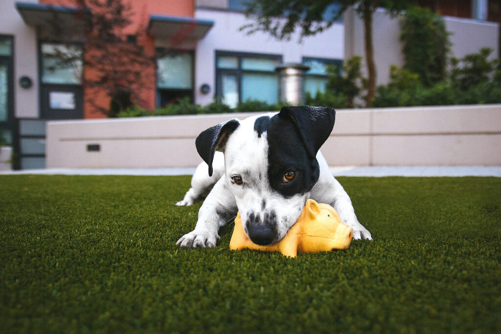 Feeding clearance dogs cheese