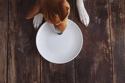 Can Dogs Eat Pork: Raw or Cooked?