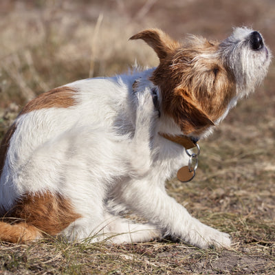Get Rid of Your Dog’s Itchy Skin Once and for All