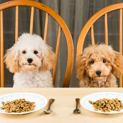 How to Safely Switch to New Dog Food
