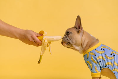 Can dogs eat bananas (and banana peels)?