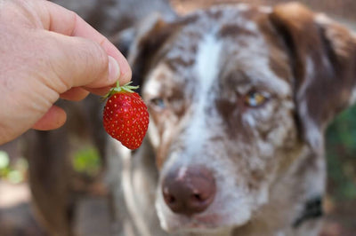 Can dogs eat strawberries?