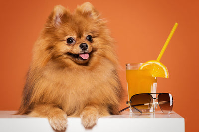 Can dogs eat oranges safely?