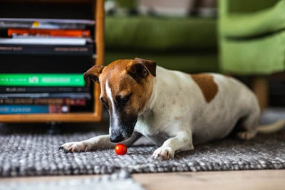 Can dogs eat tomatoes and how many are too many?