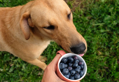 Can dogs eat blueberries? | Low-calorie Dog Treats