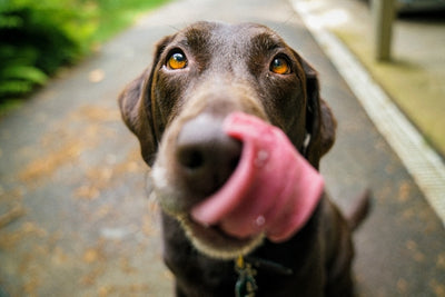 What fruits and vegetables can dogs eat? - 20 Healthy Dog Treat Ideas