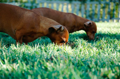 Why do dogs eat grass? - Find out what your dog is trying to tell you