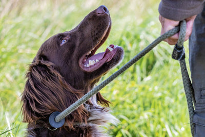 How to Get Your Dog to Walk Perfectly On The Lead