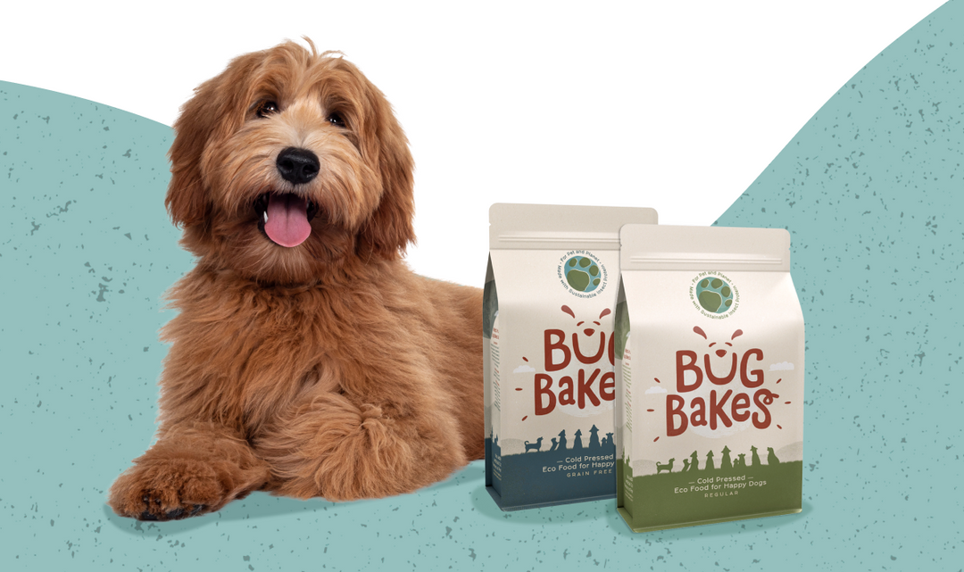 A Good Dry Dog Food for Your Pup Find Out How We Stand Out Bug Bakes