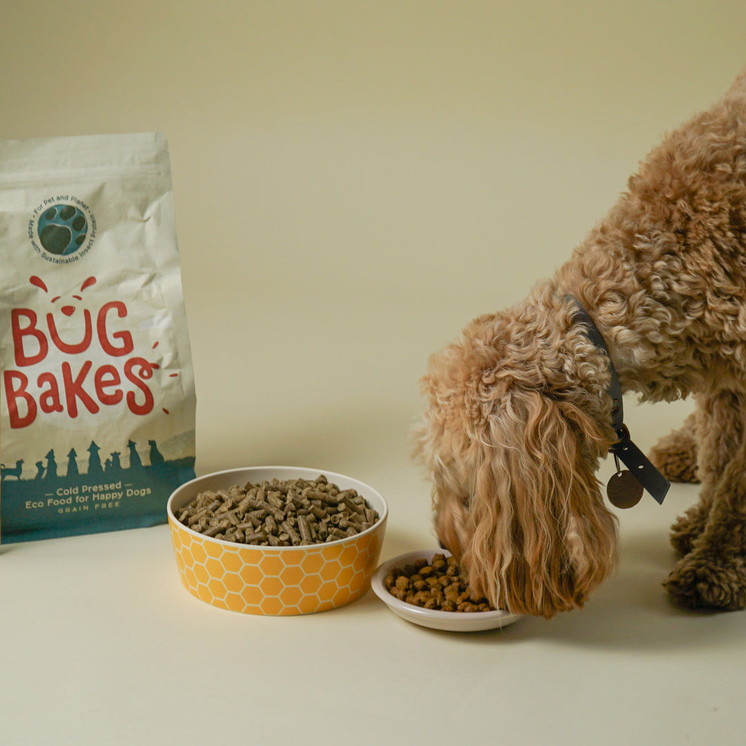 Professional grain free dog food best sale